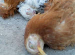 Հավերը սատկել են