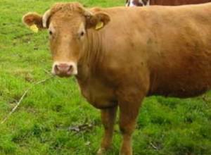 Աննախադեպ չարաշահումներ