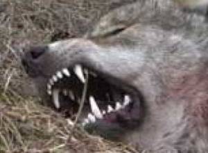 Ուսանողը «վրեժխնդիր» եղավ