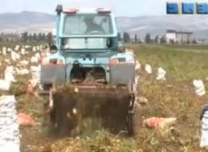 Կարտոֆիլի բերքը սպասելին չէր
