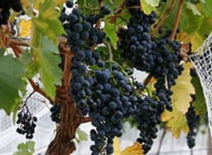 Խաղողագործները կրկին բողոքում են