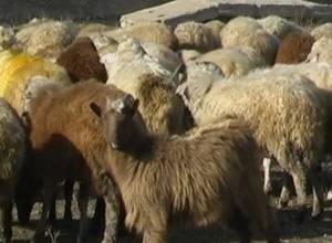 18 ոչխար վթարի են ենթարկվել