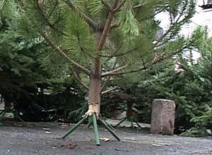 Բնական եղևնին ճոխություն է