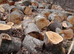 Հետընտրական «բարեկարգում»-ծառահատումներ
