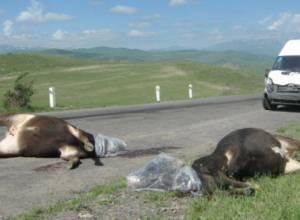 Չորս կով է սատկել ավտովթարի հետեւանքով