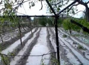Հայկական Կարմիր խաչի ընկերությունը կօգնի կարկուտից տուժածներին