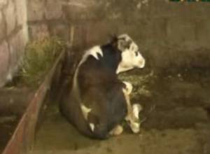 Դաբաղի դեպք Շիրակի մարզում