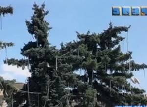 Հատել, թե չհատել-սա է խնդիրը
