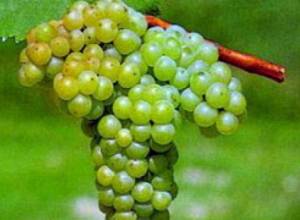 Կընդունե՞ն անսահմանափակ քանակությամբ խաղող