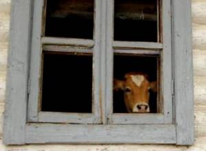 «Միասնական աշխատանքից կաթնատվությունը կավելանա»