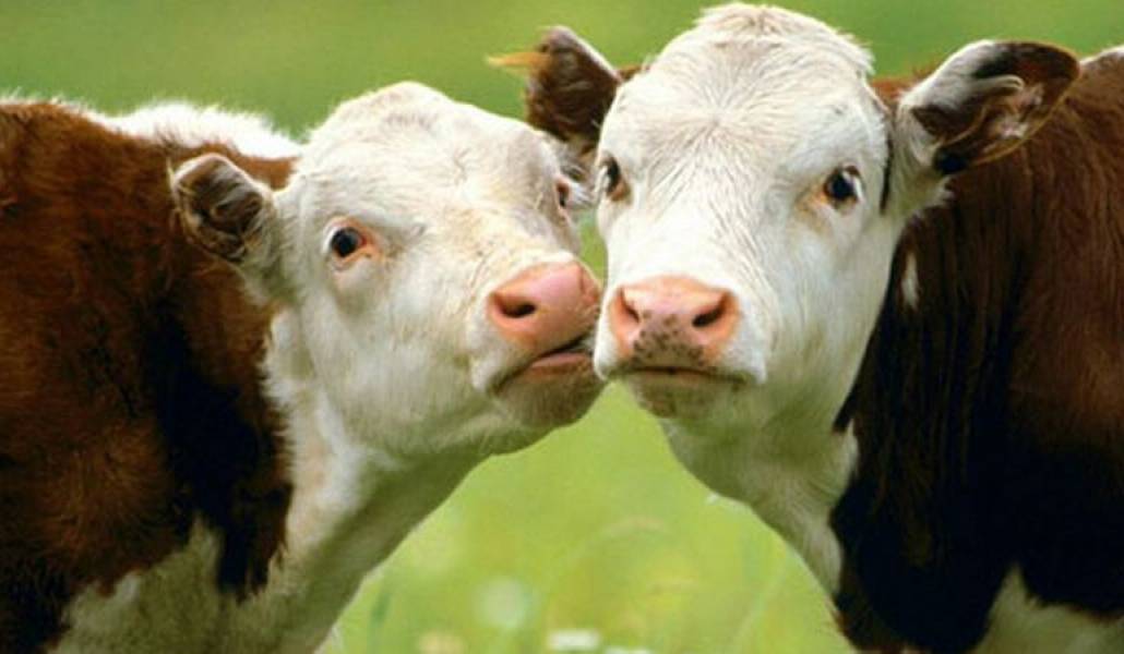 2013ceb41f34c7b59f6e966c962eb19c