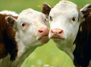 «Ի՞նչ է անում գյուղնախարարությունը»