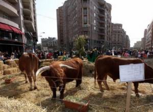 Տուգանային հրապարակ կտարվեն նաեւ կովերը