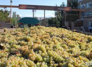 Խաղողի մթերումն սկսվել է