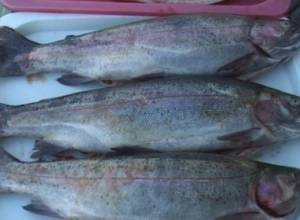 «Հայկական ձուկն ամենաորակյալն է»