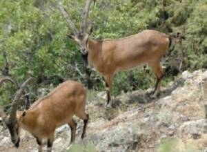 ԲՆ. Որսված կենդանի չեն հայտնաբերել