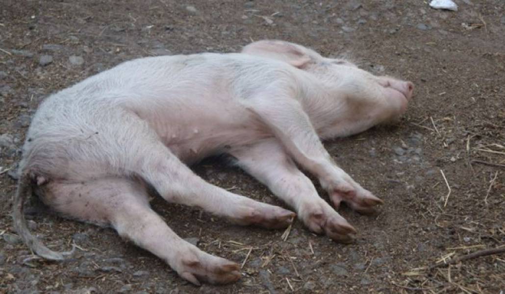 e99cff7588fabfab8080f9d3a1e4c0de