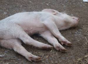 Չգիտեն՝ ինչից են խոզերն անկում