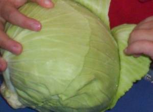 Կաղամբի բերքը չի արդարացրել