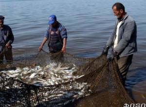 Սեւանի ձկները կլուծեն զբաղվածության խնդիրը