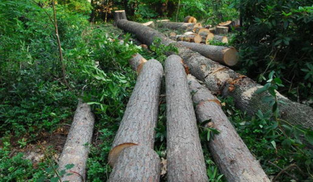 cut_trees