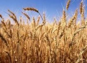 Села Ширака погрязли в долгах (видеоматериал)