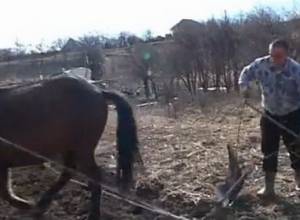 Գյուղացին գործի է դրել պապական գութանը