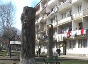 Սոսիները էտվել՝ հենասյուներ են դարձել