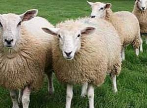  Failed robbery of sheep