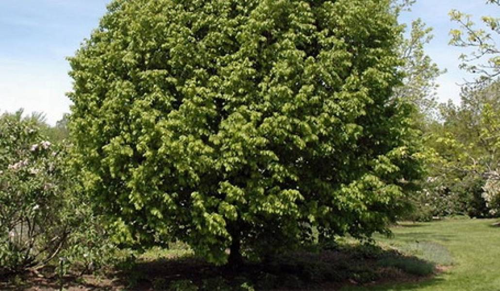 grab_tree_01