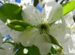 Մի քանի օրից՝ համատարած ծաղկում