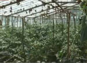 Աշխատանքներ՝ ջերմոցային տնտեսությունը փրկելու ուղղությամբ