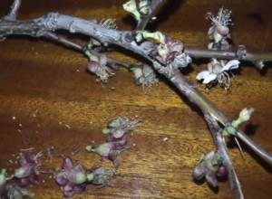 Вчера Араратская долина  окуривалась