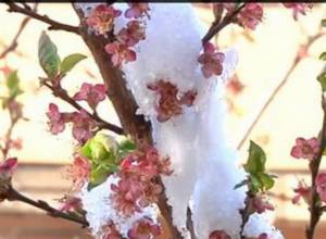 Речи о компенсации пока нет