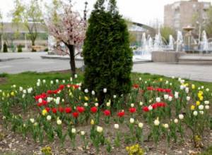 Маки не замерзли