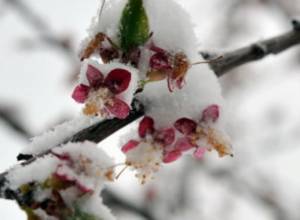 Աջակցություն ցրտահարությունից տուժած գյուղացիներին