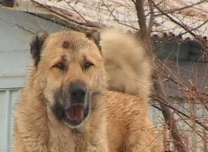 Dog falls into pit in Kotayk region