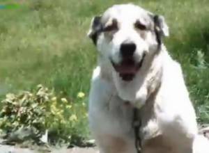 Rescuers calmed down the furious shepherd dog