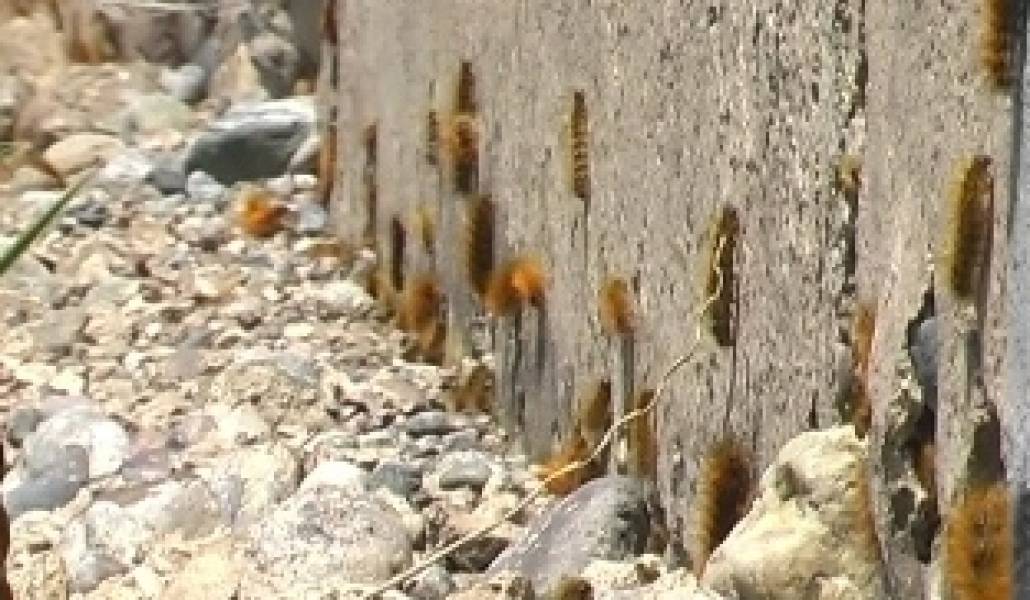 1400772244_chichuner