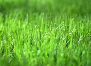 49 hemp bushes were found in land plot