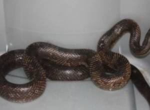 Snake found in car in Armenian village