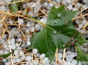 Утренний град нанес вред посевным территориям села