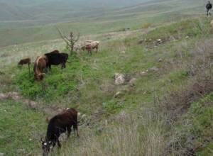 Կենդանիներ՝ անապահով ընտանիքներին