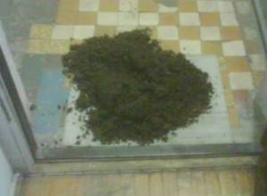 Manure in front of Gaspary’s house