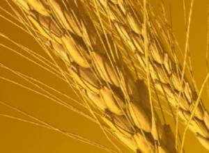 В мельнице сгорело зерно