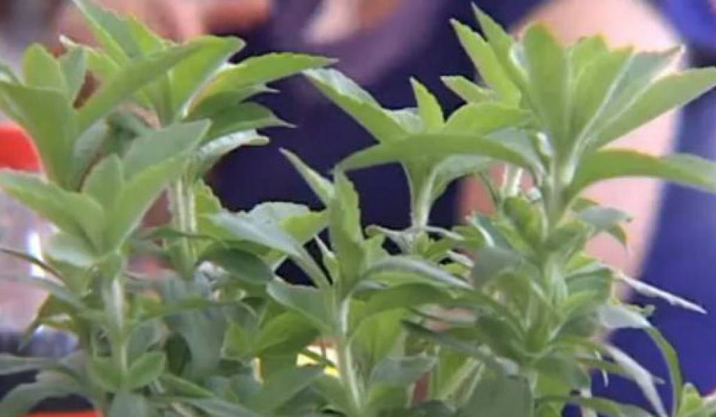 stevia