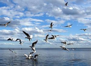 “My dream” in Sevan