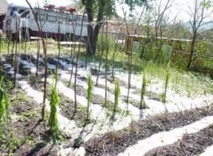 Град на 100% уничтожил урожай крестьянина:  lorinews.am