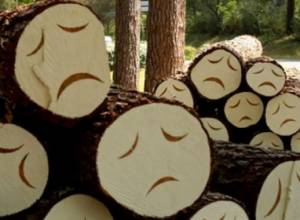 Вот какие деревья у нас рубят под предлогом санитарных рубок