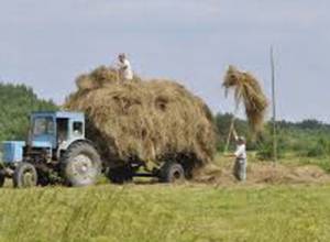 Խոտը քիչ է. գյուղացին չգիտի՝ ինչ անի